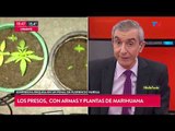 Presos con armas y plantas de marihuana