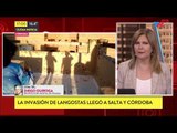 Invasión de langostas en Salta y Córdoba