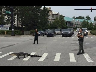Miami: Invasión de caimanes y serpientes tras el paso de Irma
