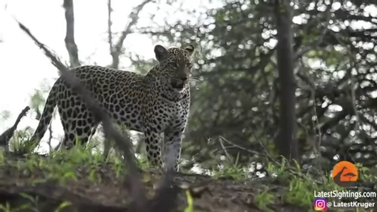 Cette maman ratel sauve son petit d'un léopard affamé