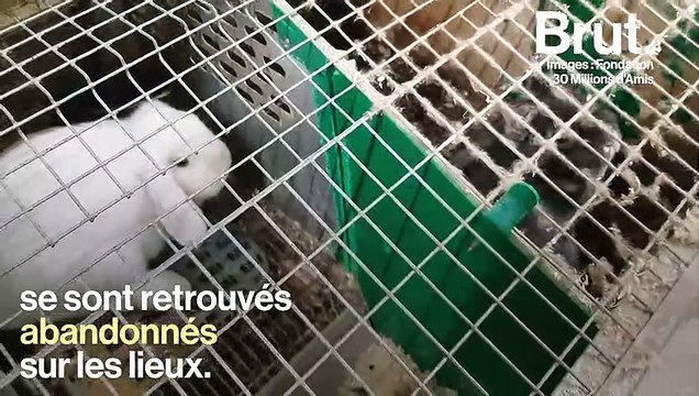 Opération de sauvetage de 5 700 animaux de compagnie dans un élevage français