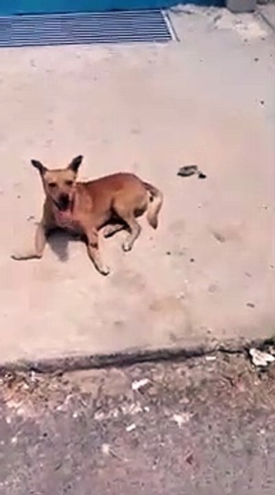 Morador arremessa cão de janela de prédio no DF e causa revolta