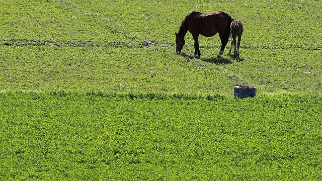Royaume-Uni : épidémie de grippe équine, toutes les courses annulées