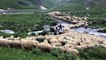 Géorgie : des moutons dans les montagnes