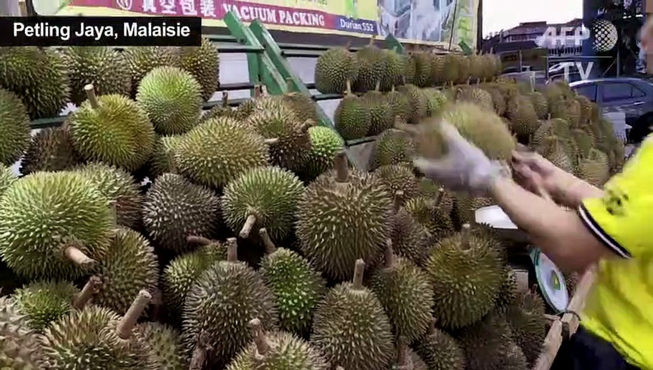 L'appétit chinois pour le durian menace les forêts de Malaisie