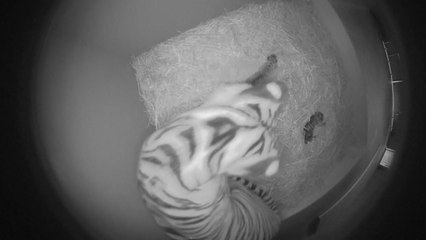 [영상] 희귀종 수마트라 새끼 호랑이 3마리 순산 / YTN