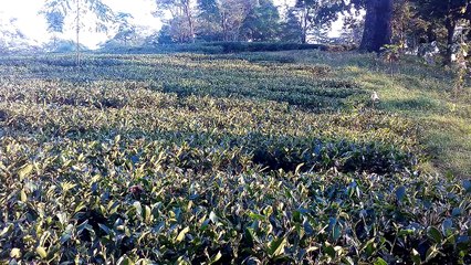 Places to visit in Darjeeling Tea Garden- Darjeeling Tourism Tea Garden .चाय बागान दार्जीलिंग चाय बागान दार्जीलिंग पश्चिम बंगाल भारत