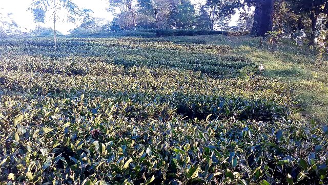 Places to visit in Darjeeling Tea Garden- Darjeeling Tourism Tea Garden .चाय बागान दार्जीलिंग चाय बागान दार्जीलिंग पश्चिम बंगाल भारत