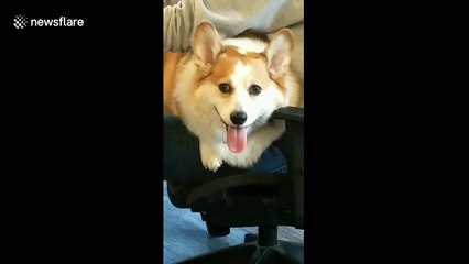 Corgi gives a cheeky wink while working hard in the office