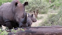 Female rhino scratches her big upper lip then pouts for the camera