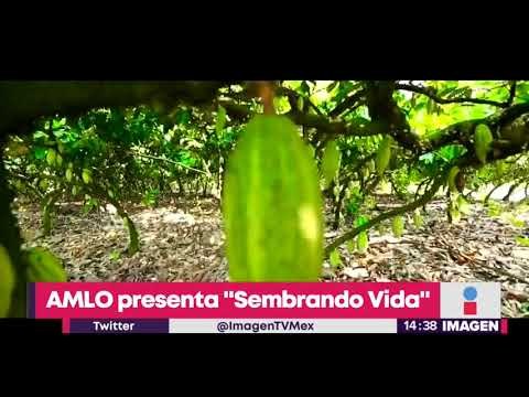 López Obrador presenta el programa Sembrando Vida , para dar trabajo sembrando árboles