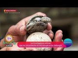 Vuelven a nacer tortugas en las Islas Galápagos | Sale el Sol