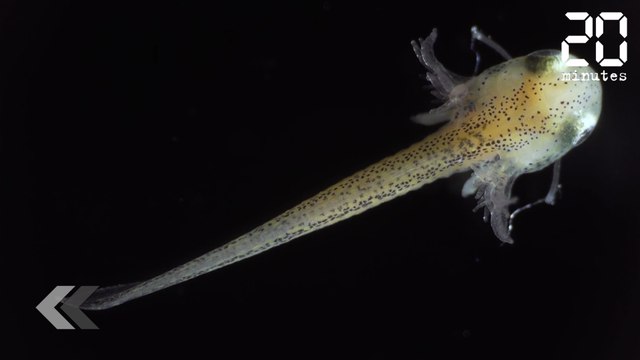 Cette salamandre est née de rien - Le Rewind du Jeudi 07 Février 2019