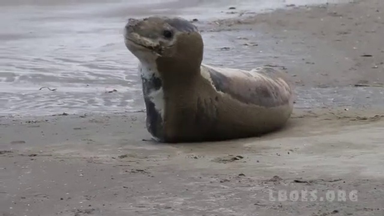 Leopard Seal visits Long Bay Beach - Animal Video 2019