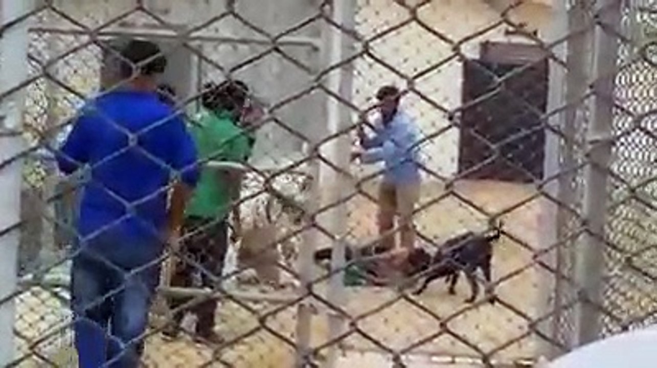 The Wild Tiger Attack on guy