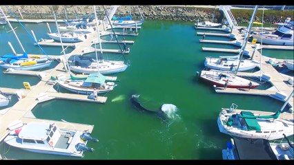 Cette baleine est coincée dans un port au milieu des voiliers !