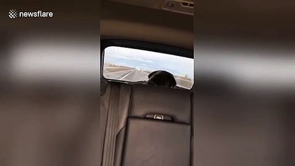 Canine goes crazy over car windshield wiper