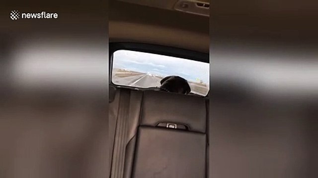 Canine goes crazy over car windshield wiper