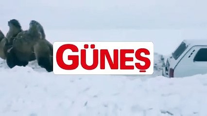 Mahsur kalan aracı deve kurtardı