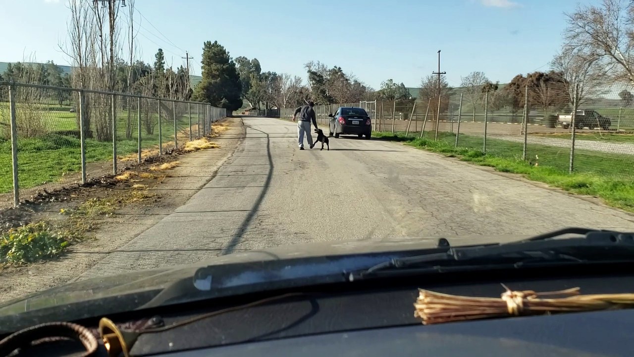 Dog Tries to Get into Car