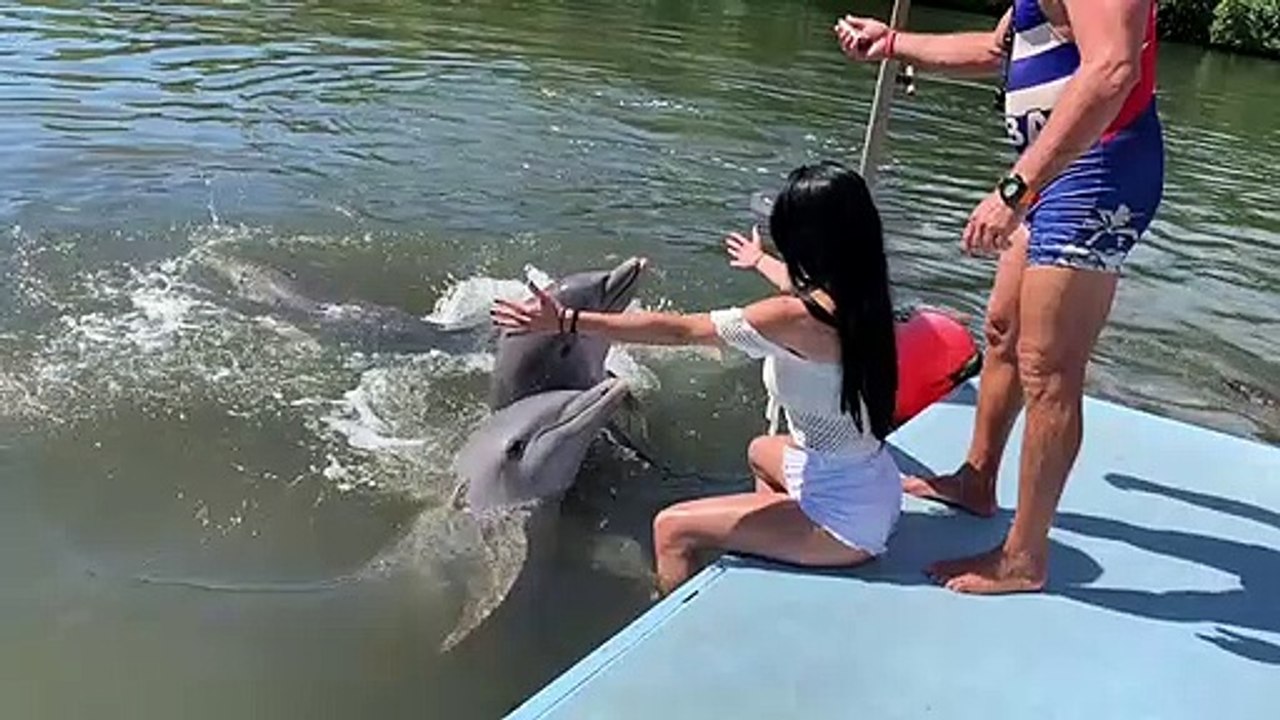 Dolphin on the Dock Feeling Friendly