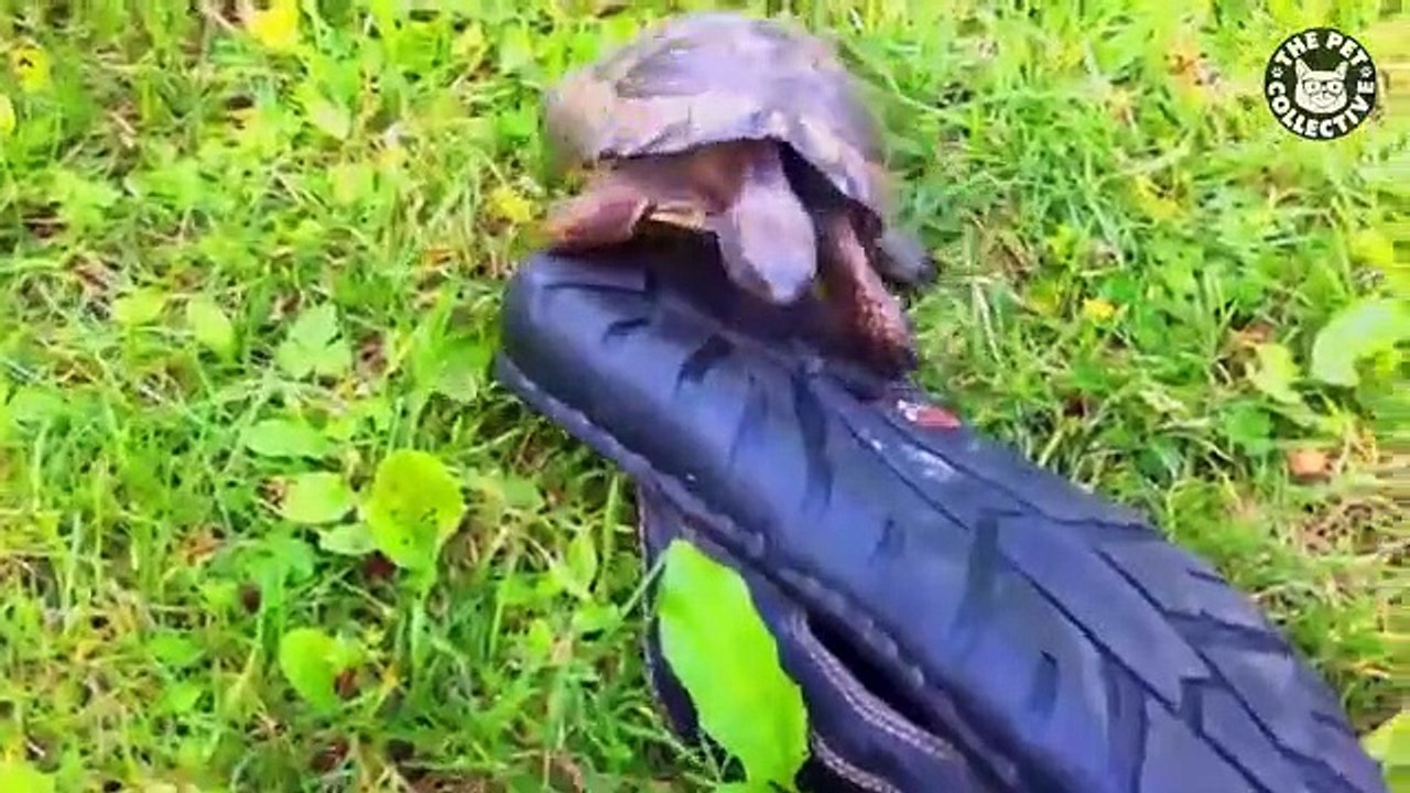 Funny Pet Compilation
