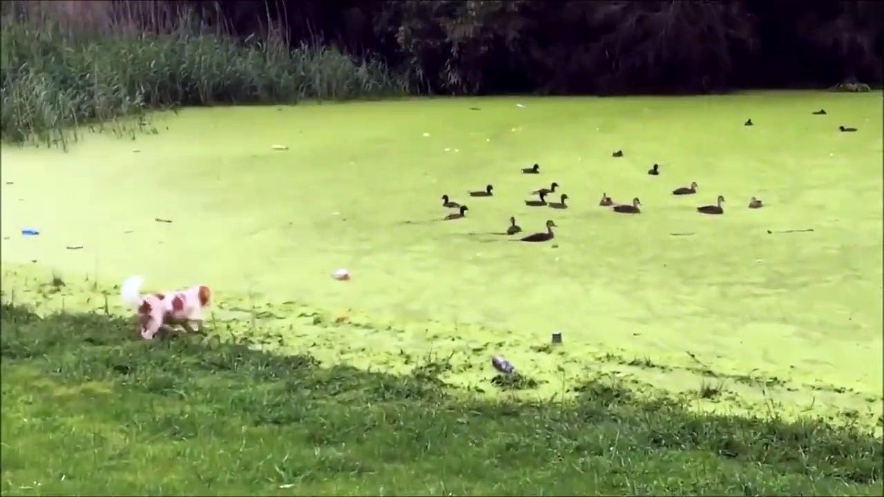 Ce chien idiot pense pouvoir marcher sur l'eau... Raté