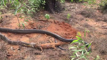 Ce cobra royal dévore un gros lézard