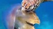 Une tortue vient croquer une méduse : magnifique