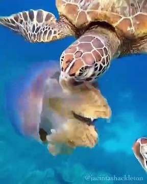 Une tortue vient croquer une méduse : magnifique