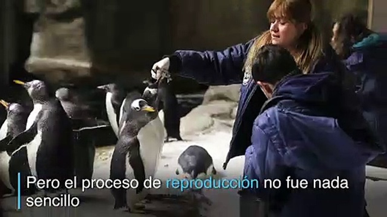 Nacen dos pinguinos en zoologico de México