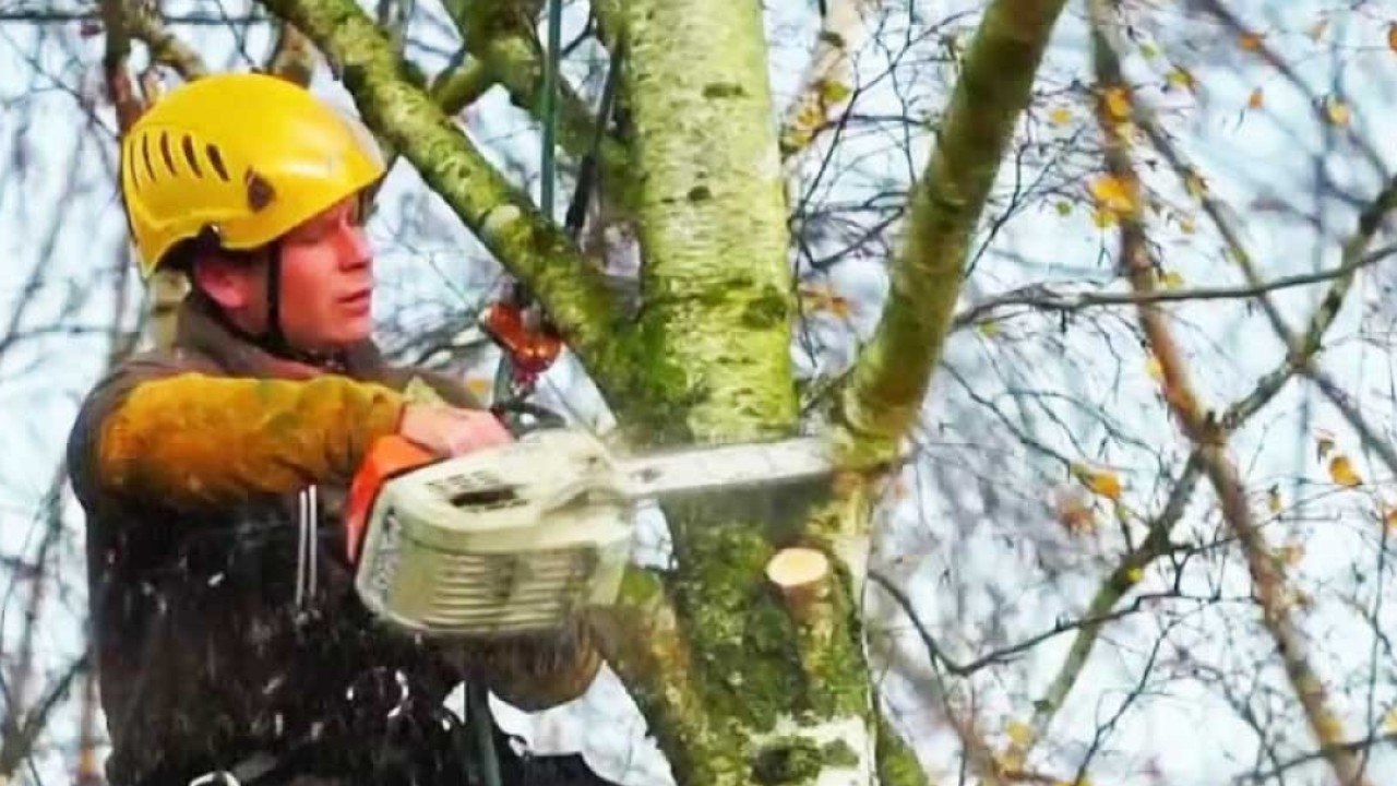 Jardin - La taille des arbustes