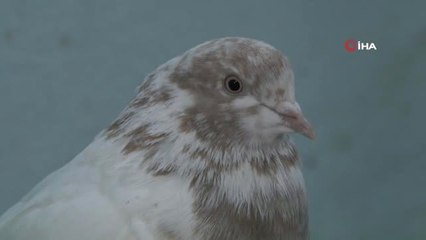 50 Yıldır Hobi Olarak Besliyor... Değeri Tam 100 Bin Tl