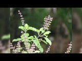 12 Health Benefits of Holy Basil, the Queen of All Herbs That You Should Know Of