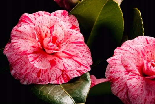 Les Experts Jardin : Pourquoi mon camélia ne fait pas de fleurs ?