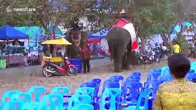 Panic as teenager clings to rampaging elephant's tusks at Thai country fair