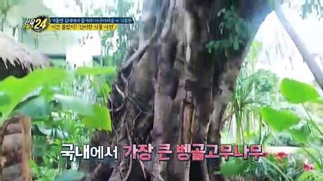 영화 '아바타'에 나온 나무가 있다?! '신비한 식물 사전'