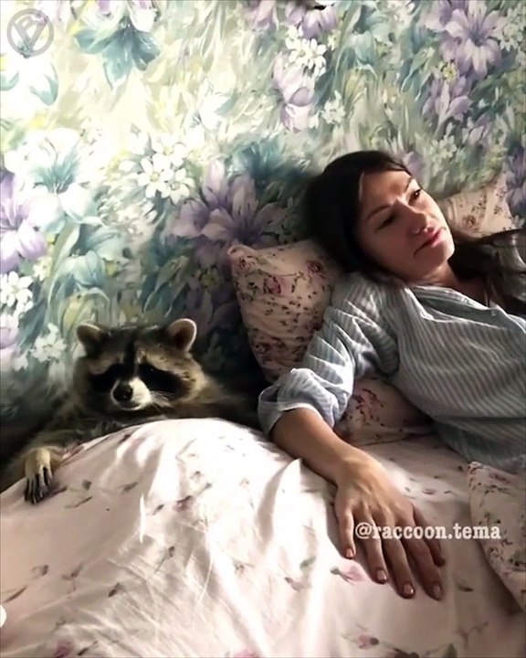 Енот просит гладить его дальше
