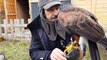 CHAMBÉRY Contre les oiseaux nuisibles, la Ville a recours à des rapaces