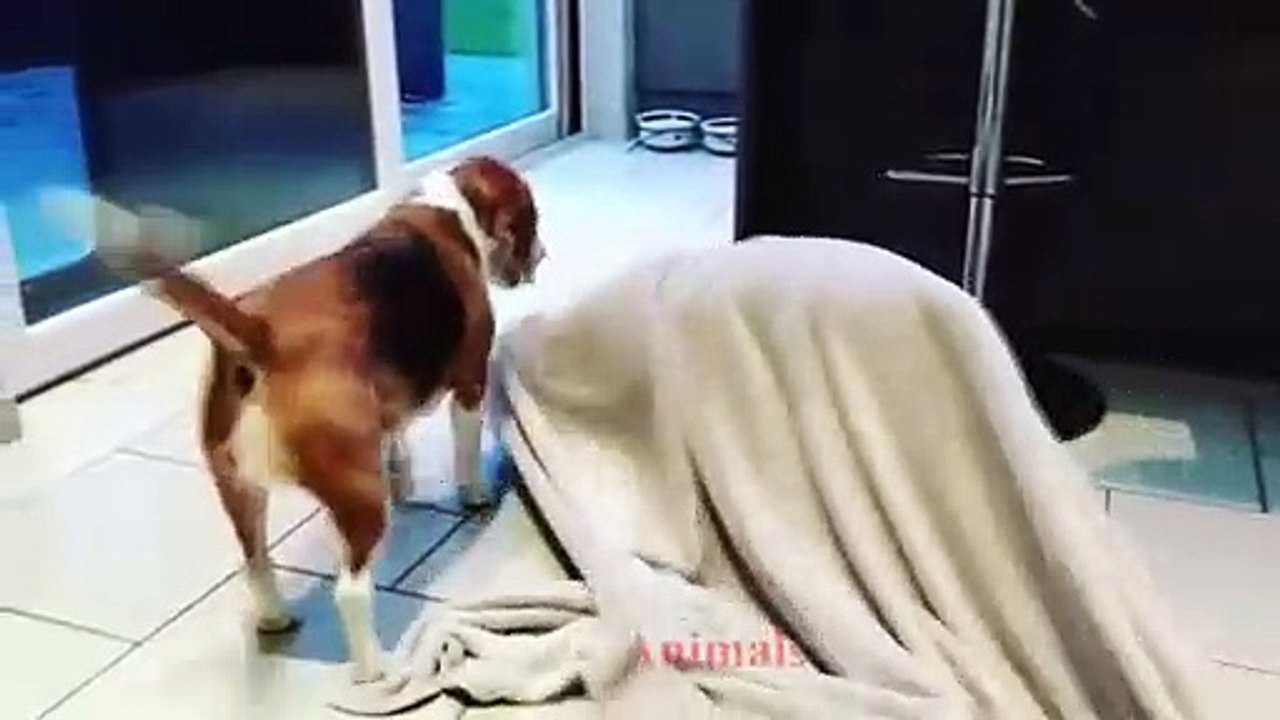 Dogs funny video
