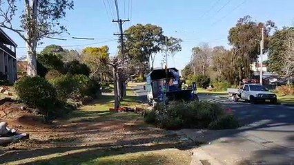 Palm Tree Removals Sydney