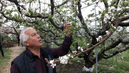 Mersin'de erik ağaçları beyaza büründü