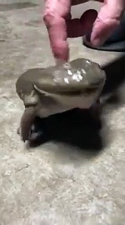Crapaud hurlant