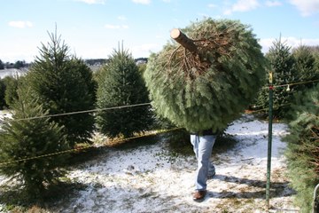 Les Experts Jardin : Choisir son sapin coupé