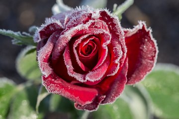 Les Experts Jardin : Comment protéger ses rosiers en hiver