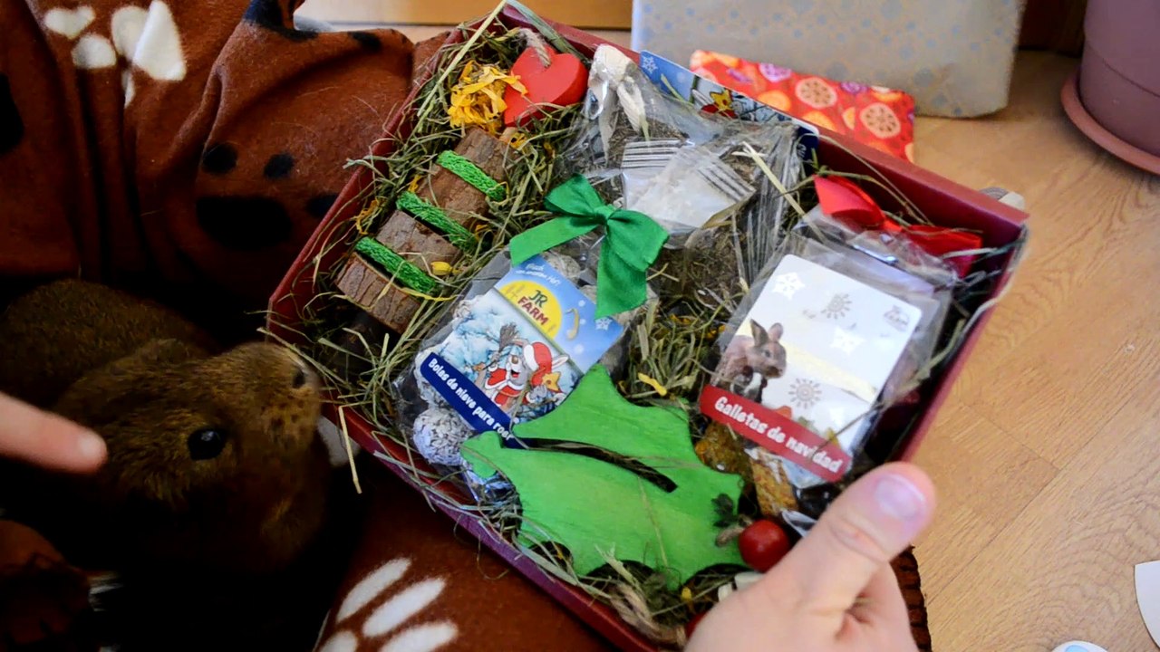 LOS ANIMALES ABRIENDO LOS REGALOS DE NAVIDAD | GATOS, COBAYAS Y TORTUGA| ANIMALS CHRISTMAS PRESENTS