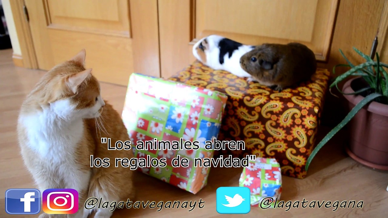 REWIND 2018 LA GATA VEGANA | RESUMEN DEL AÑO DE TODOS LOS VÍDEOS SUBIDOS EN 2018