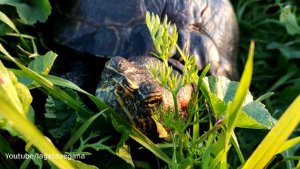 TORTUGA CON 30 AÑOS POR PRIMERA VEZ EN EL CAMPO | TURTLE FIRST TIME IN THE FIELD