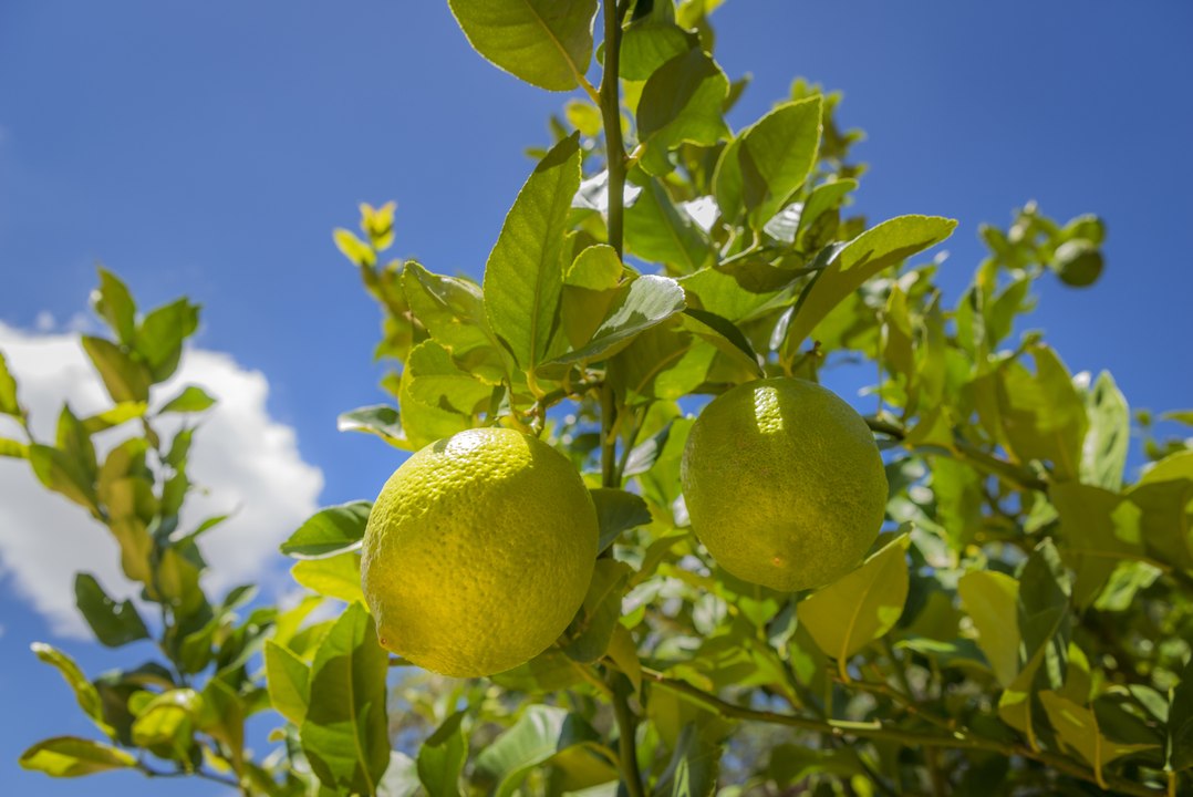 Vos Questions Jardin : Mon citronnier perd ses feuilles