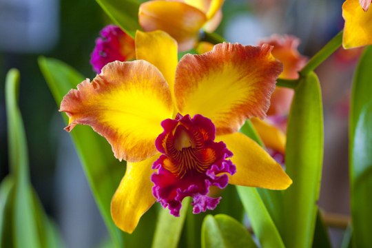 Vos Questions Jardin : Comment faire refleurir mon orchidée